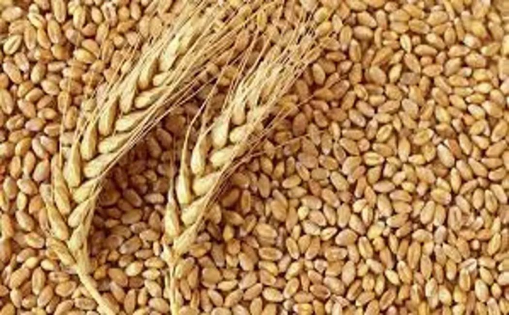 'There is no plan to import wheat' - Central Government Information!
