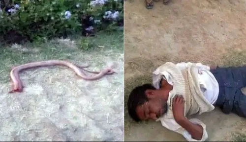 Snake