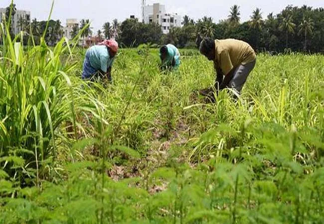 heavyrain delta farmers