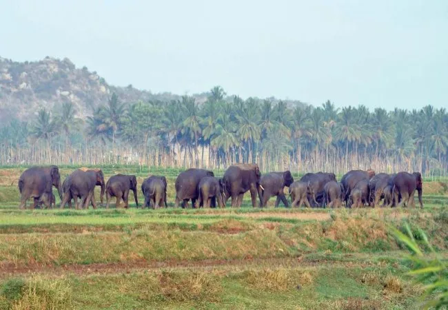 KRISHNAGIRI DISTRICT THALLY FOREST AREA ELEPHANTS INCIDENT 