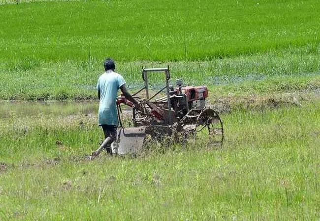 Delta farmers who are unable to harvest the Guru's cultivation heavy rain