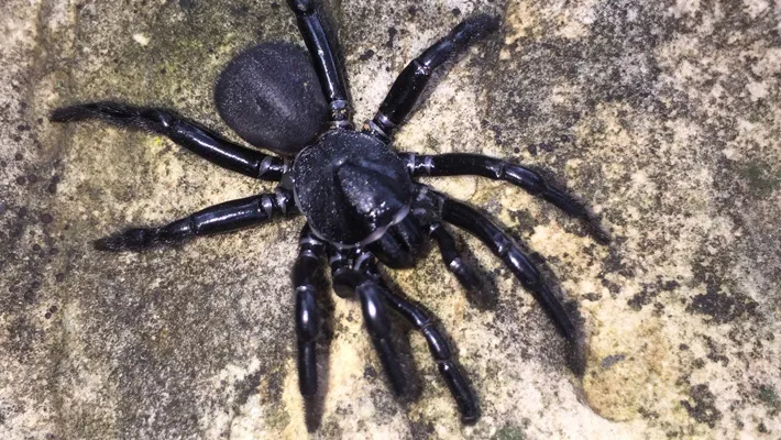 spider