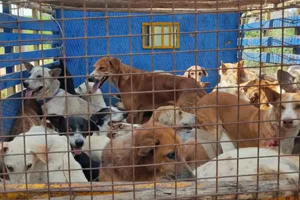 17 people were bitten by dogs in Pudukkottai  municipal administration caught 50 dogs