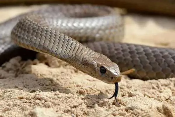six-foot-long snake in the main area where people walk 
