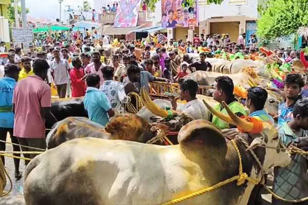 Man steals two-wheeler at bull-riding festival