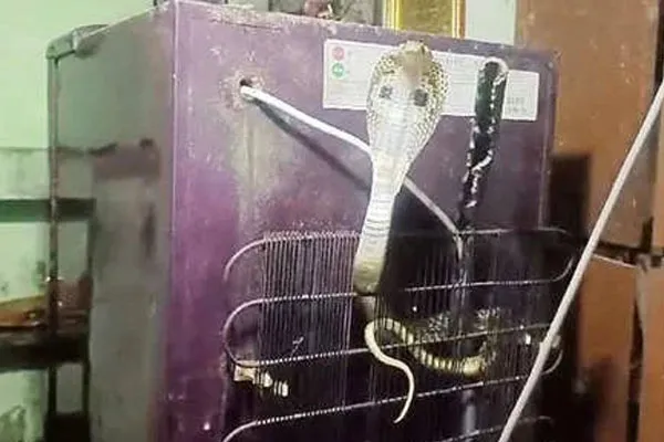 A nice snake that took a picture in a refrigerator near Cuddalore
