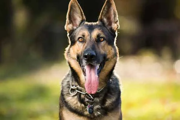 dog bit a girl in Trichy