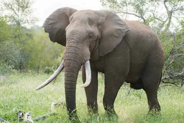 Forest department intensive investigation that   elephant and stole the ivory  