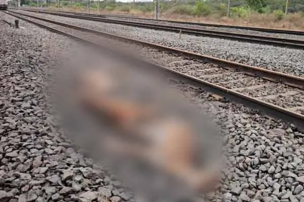3 deers got trapped in the train and passed away tragically!