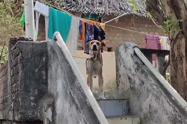 Wife complaint against owner of dog that bit her husband's leg near Maduravoyal