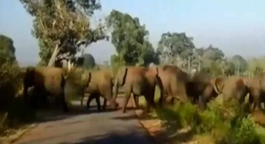  youngsters attacks the elephants by stone 