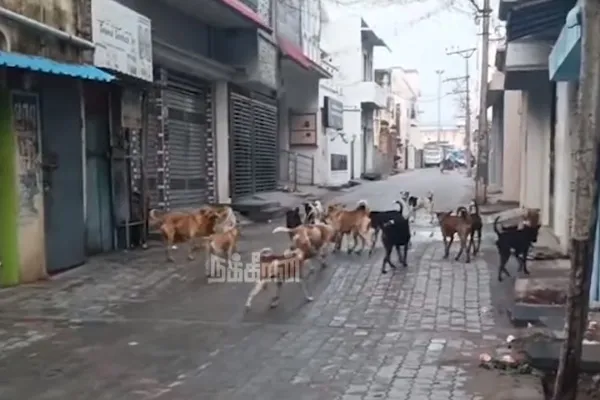  stray dog bit a three-year-old boy in Kerala