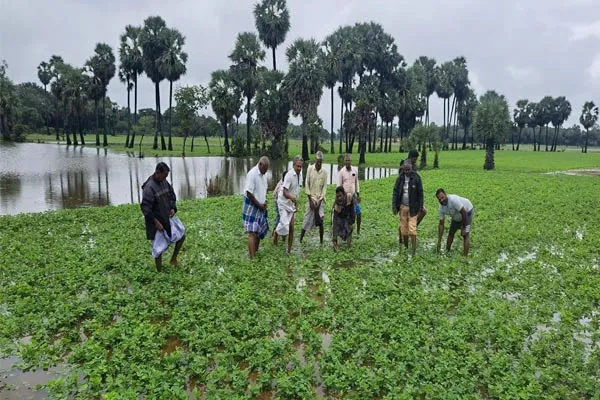 Farmers  agony Over 1000 acres of Manila crop damage due to heavy rains   