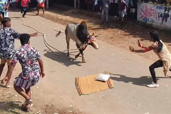  youth committed the atrocities by lying on a mat on the bull track