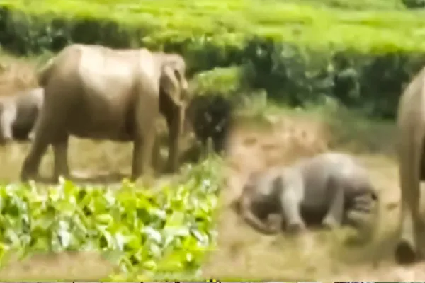  mother elephant stood as a protective tower for the baby elephant to sleep