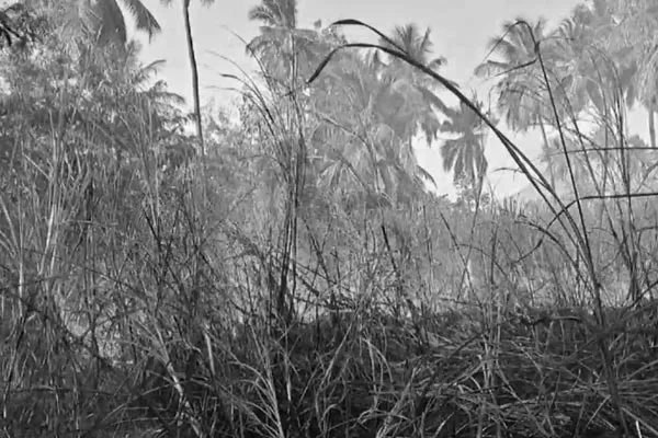 3 acres of sugarcane crop which was ready for harvest was destroyed by fire