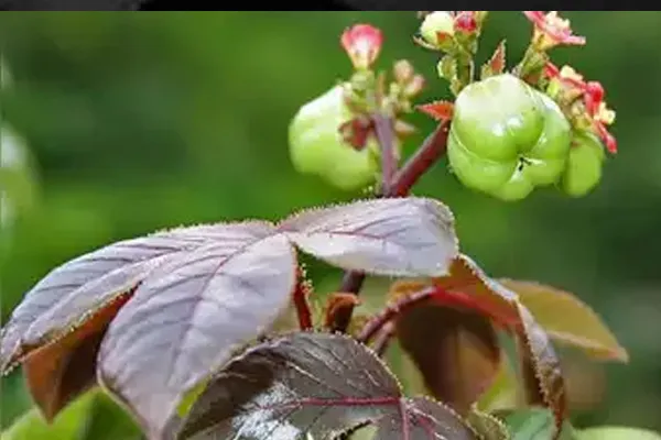 Government hospital treats students who ate castor beans