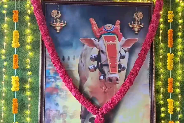 family sheds tears after passed away of a raging bull in a Manjuvirattu