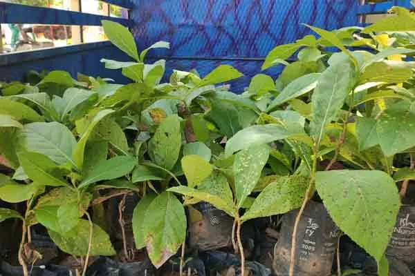Young people planted 1.67 lakh saplings on Maram Thangasamy anniversary