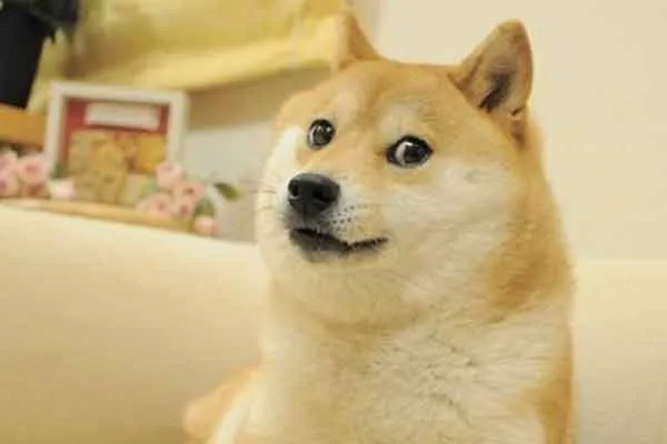 kabosu dog passed away