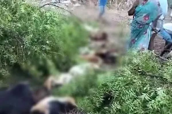 30 goats lost life by electric shock in Ranipet
