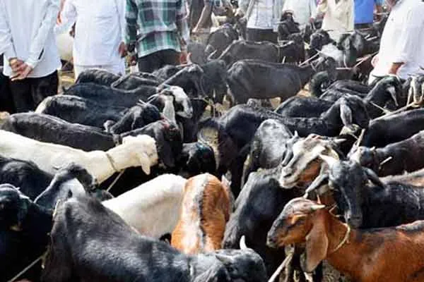 Goat market trade was good on the occasion of Bakrid festival 