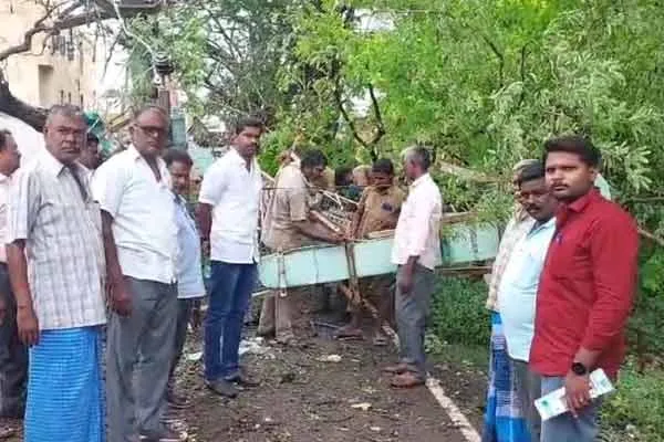 100-year-old tamarind tree fell due to heavy rains at dawn