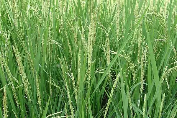 Farmers are suffering because the paddy crop has sprouted in the field due to contin uous rain