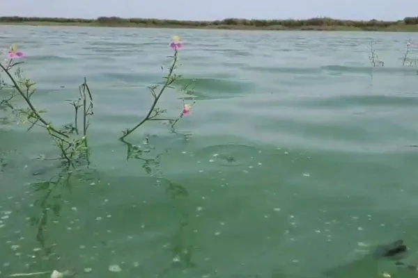 official informed that there is no chemical compound in Veeranam lake water