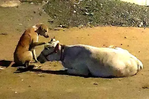 Friendly praise dog and cow