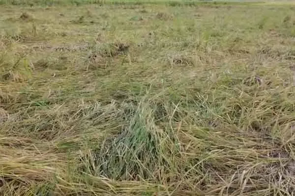 200 acres of paddy crop damage due to rain water inundation