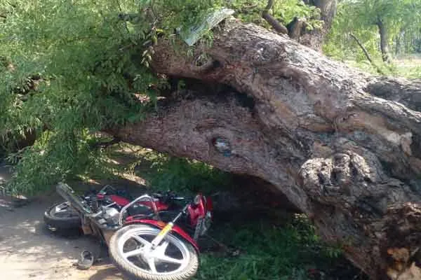 100-year-old tamarind tree fell due to heavy rains at dawn