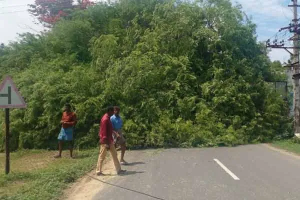 100-year-old tamarind tree fell due to heavy rains at dawn
