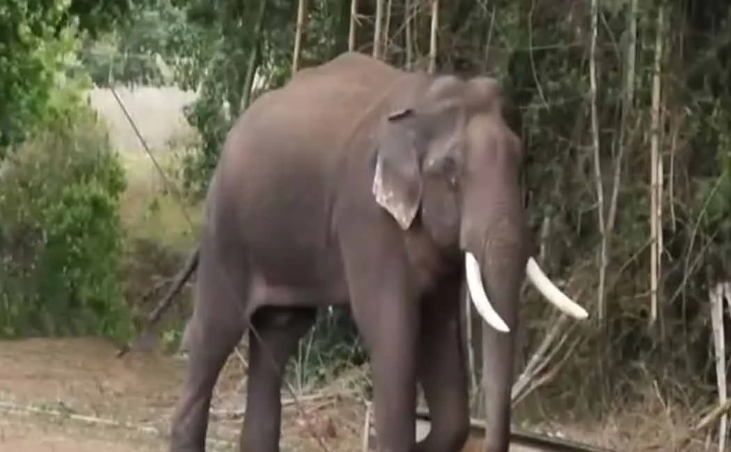 A lone elephant entered the garden and damaged the crops