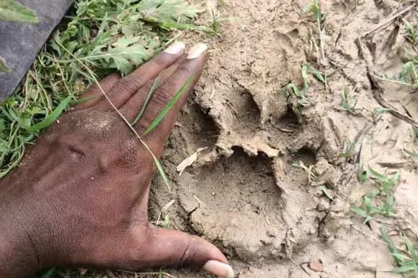 People are afraid because of movement of leopards in Ariyalur