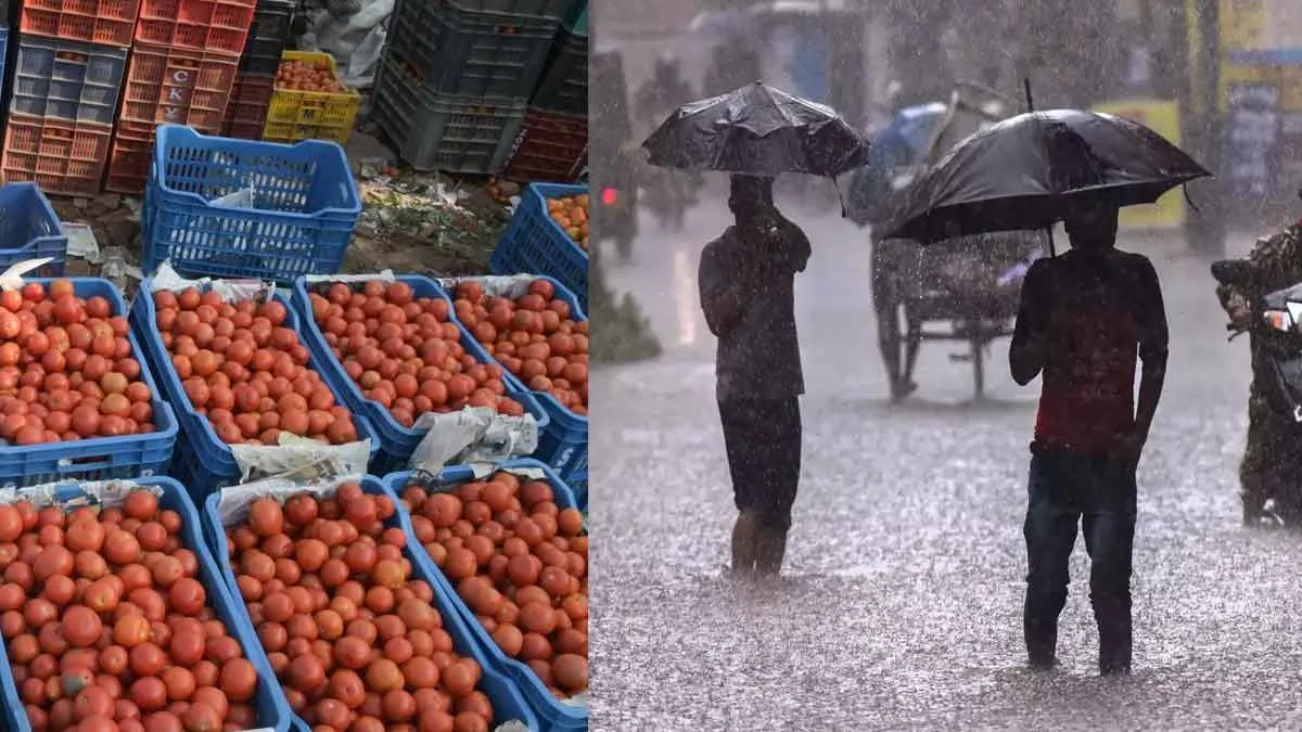 Heavy rain echoes; Mouth-watering tomato prices