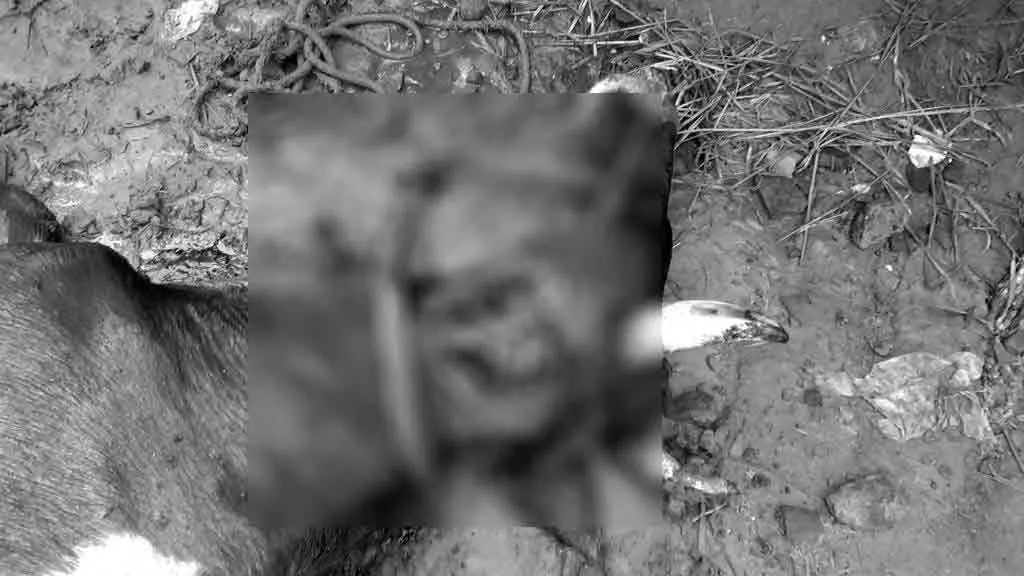 Mysterious animal...  The public fears