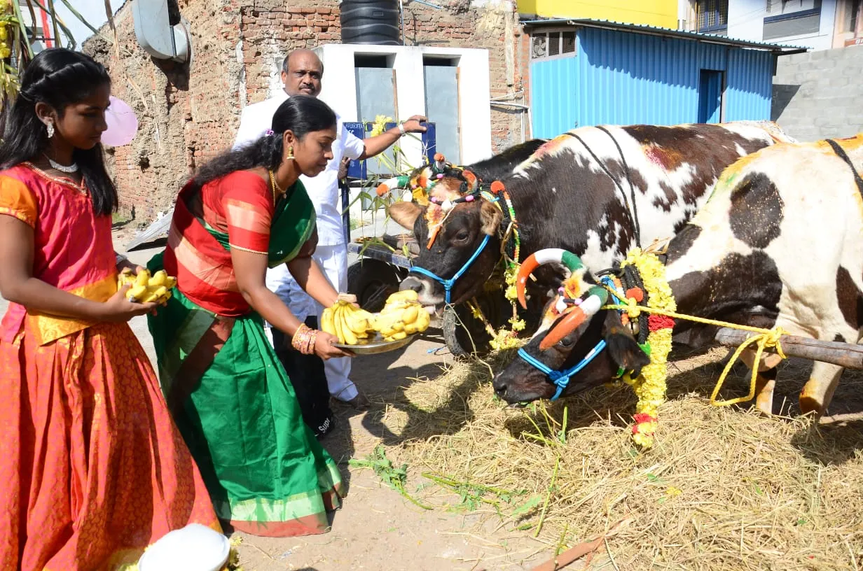 pongal-celebration-in-chennai