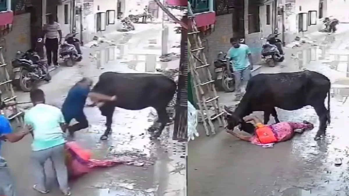 A cow knocked over a woman and threw her away