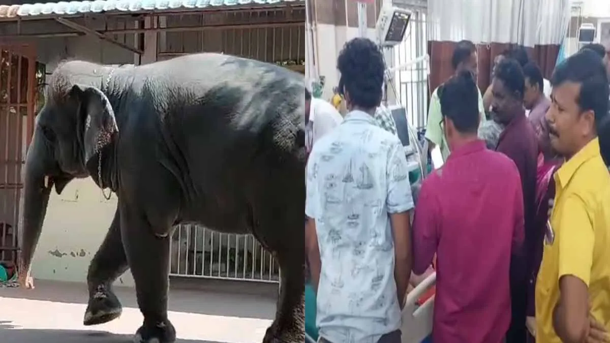  Two lose their live in temple elephant trampling;  There is excitement in Tiruchendur
