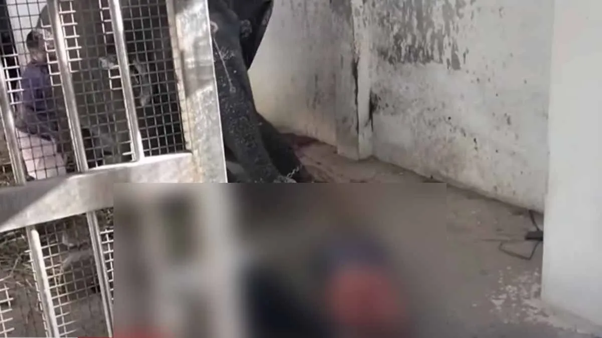  Two lose their in elephant trampling; Tiruchendur temple walk enclosure