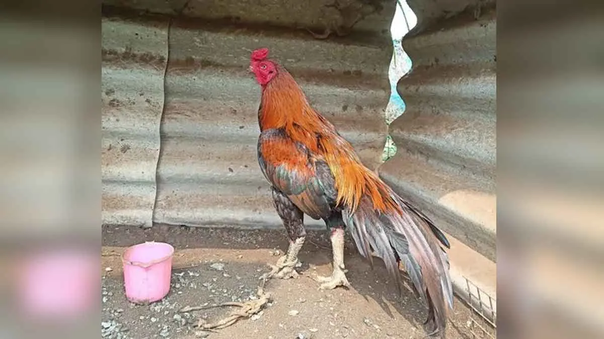 6 people were arrested for gambling with cock!