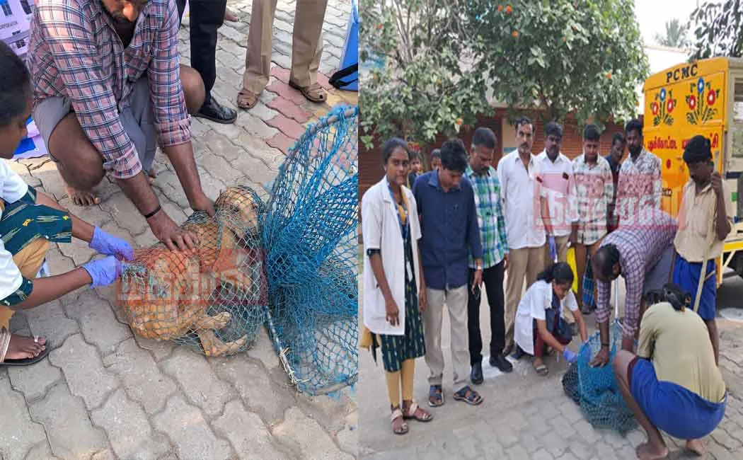 Rabies vaccine for stray dogs! Private organization started in the Corporation
