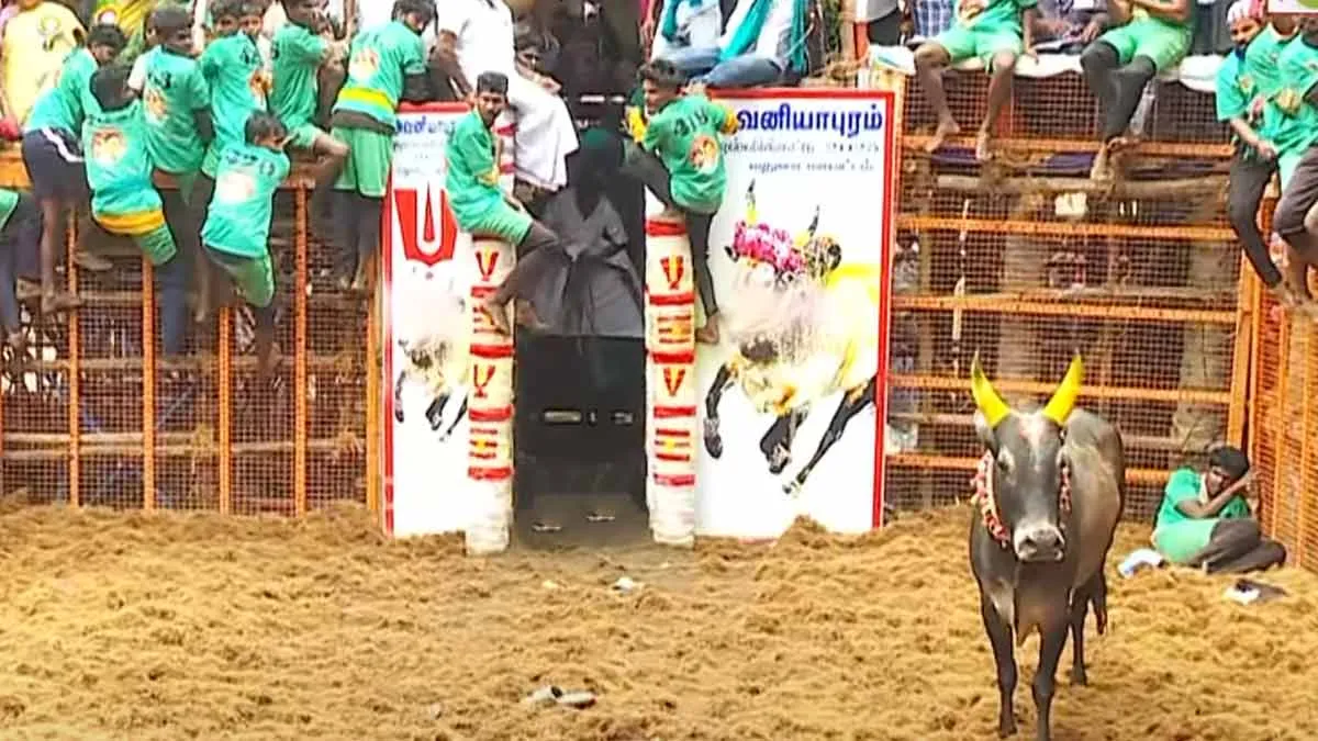 jallikattu