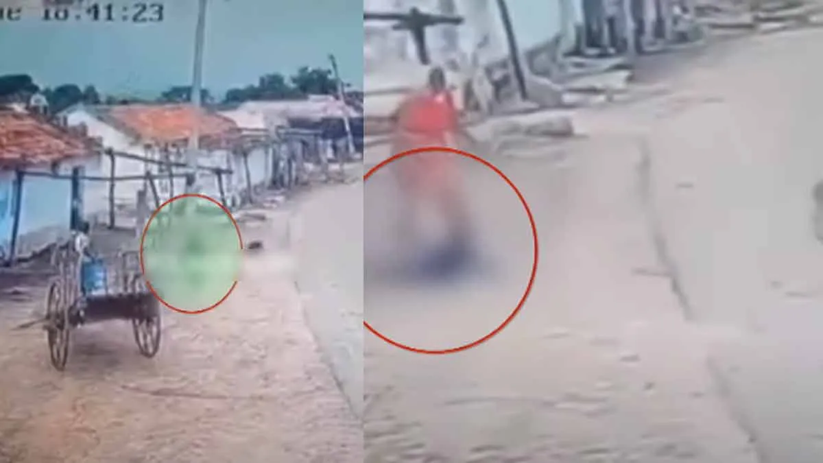 A stray dog ​​that bit a child; shocking video