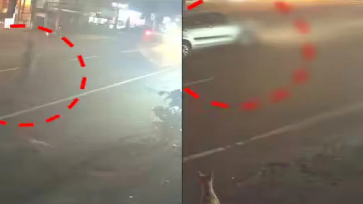 Man lose their live  trying to save cat stranded in middle of road