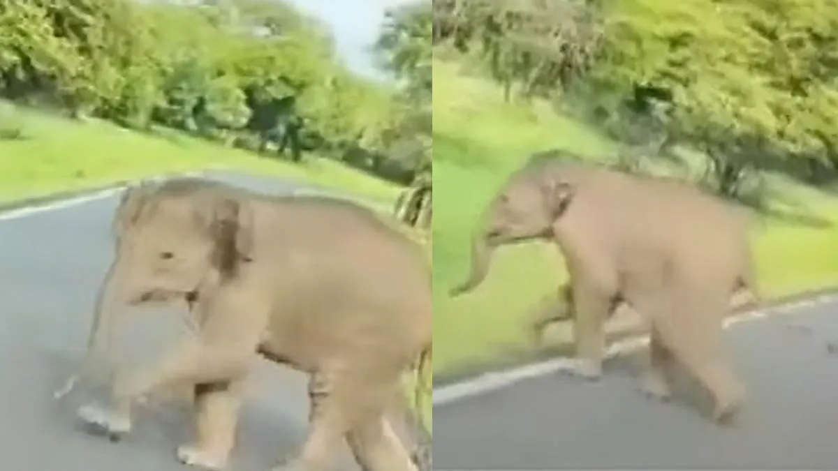 'Baby elephant separated from its mother'-Fighting forest department