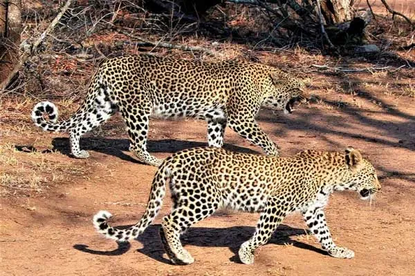 People panic because of 2 leopards roaming along the road
