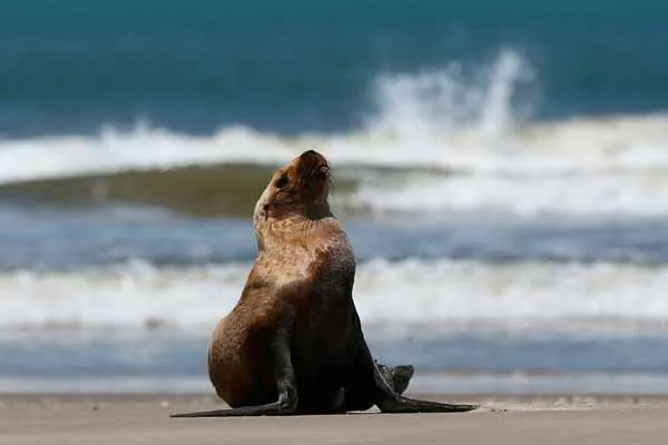 dying sea lions; Brazil in fear