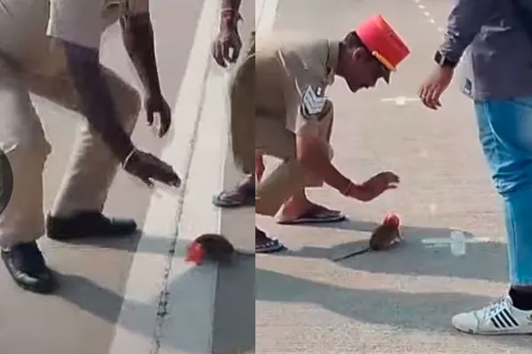  head stuck in an ice cream can; Plastic is bad for rats